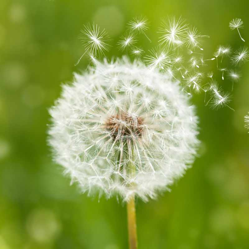 pic-dandelion Dandelion
